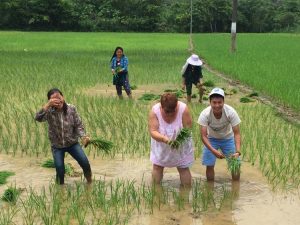 Repiquer le riz au Vietnam