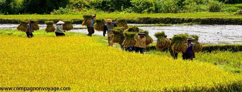 La culture du riz Compagnon Voyage