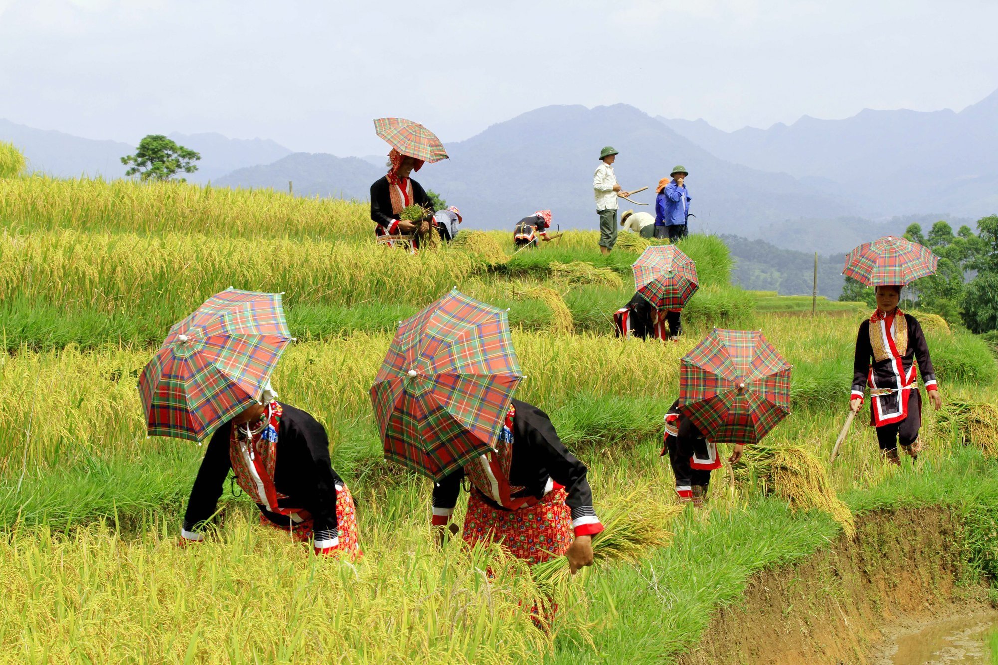 Rizière en terrasse au vietnam, meilleure période pour admirer rizière ...