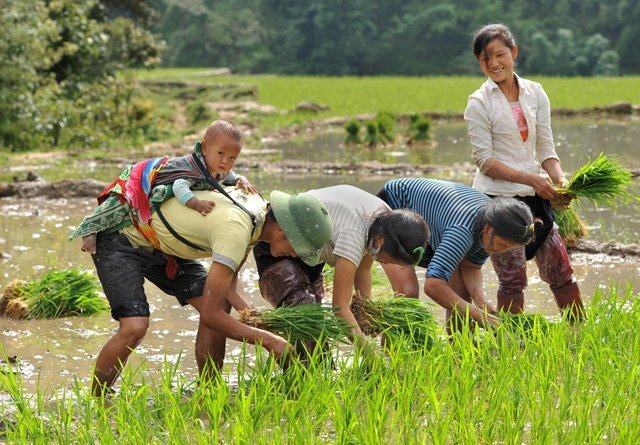 Rizière en terrasse au vietnam, meilleure période pour admirer rizière ...