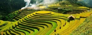 agence locale au vietnam