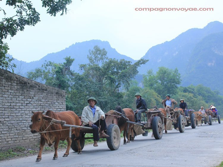 charette- moyen de transport typique au nord vietnam