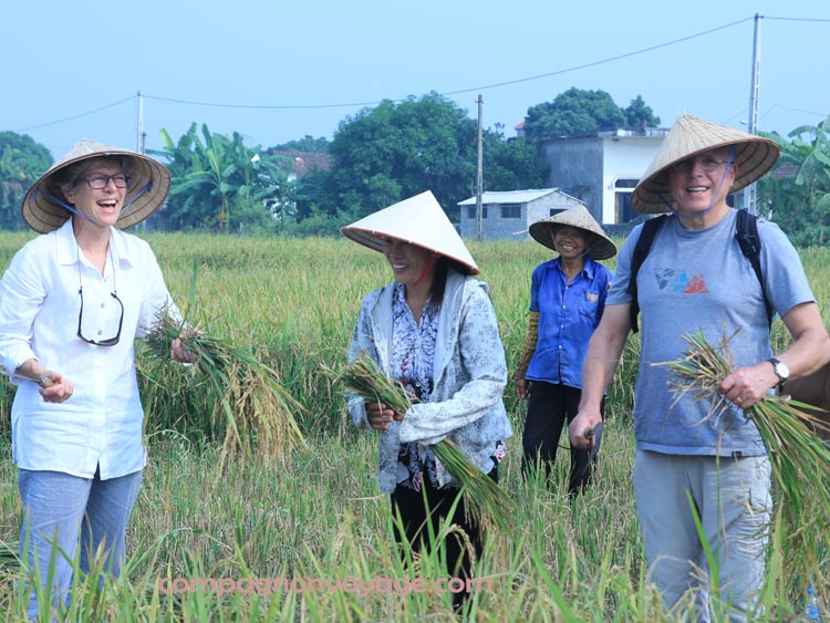réculte du riz, activité typique au Nord vietnam