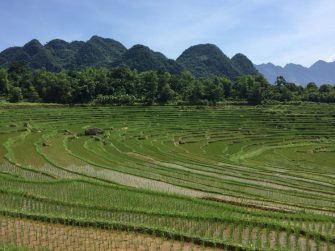 riziere-en-terrasse-a-Pu-Luong