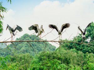 Top 6 sites à visiter à Ninh Binh