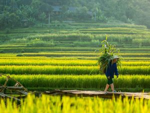 Informations pratiques sur Pu Luong