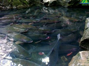 Les poissons au ruisseau à Cam Luong